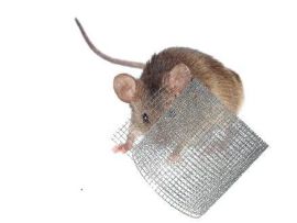 Wühlmaus mit Wühlmausgitter