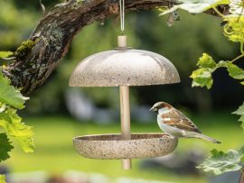 Vogel sitzt auf Vogeltränke im Garten