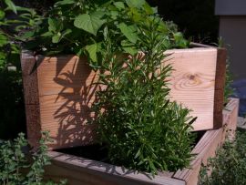 Rosmarin in der Kräuterpyramide