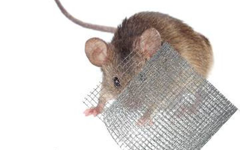 Wühlmausschutzgitter