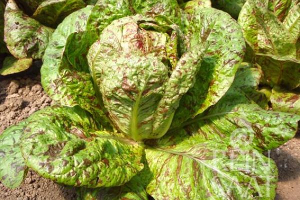 rot grün gesprenkelter Romanasalat der Sorte Forellenschluss