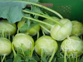 mehrere Kohlrabiknollen der Sorte Noriko