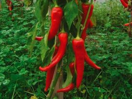 Paprika 'Antalya'dan', ©ReinSaat