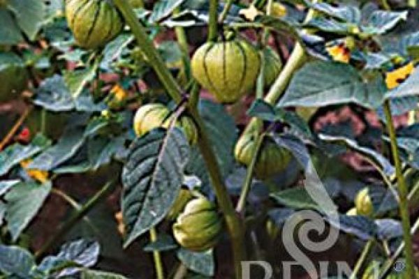 Tomatillopflanze mit Frucht in Hülle