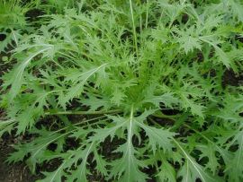 winterharte Pflücksalate und Asiagemüse-Sorten im Frühbeet