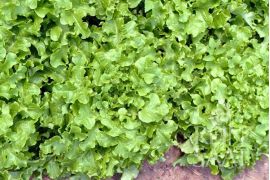 Grüner Eichblattsalat mit hellen, gekrausten Blättern