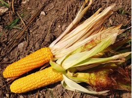 Zuckermais 'Ashworth' ©ReinSaat