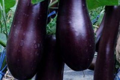 Melanzani 'Violetta Lunga 3', ©ReinSaat