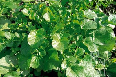 Winterkresse; ReinSaat©