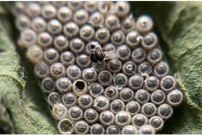 Schlupfwespen gegen Grüne Reiswanze, Kur 3x1 Gelege