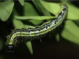 Xentari gegen Buchsbaumzünsler