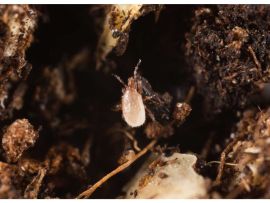 Bodenraubmilbe Hypoaspis miles - Makroaufnahme