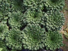 Asiagemüse 'Tatsoi'