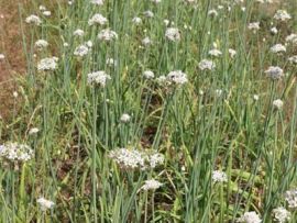 Chinesischer Schnittknoblauch