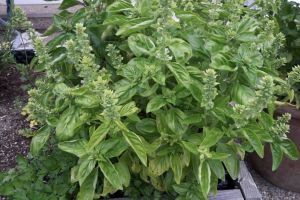 Basilikum - der STANDARD