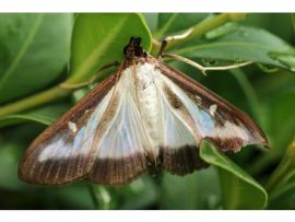 Xentari gegen Buchsbaumzünsler