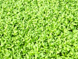 viele Blätter der Gartenkresse