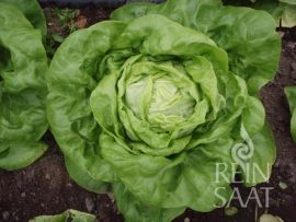 großer gelbgrüner Salatkopf der Sorte 'Larissa'