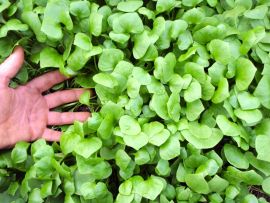 Salat Winterpostelein