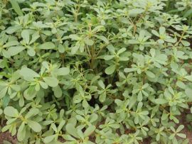 Salat Sommerportulak