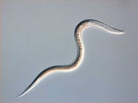 Fadenwurm