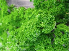 Petersilie 'Grüne Perle', ©ReinSaat