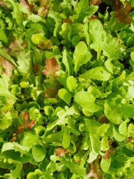 bunte junge Blätter der Pflücksalat-Mischung Misticanza