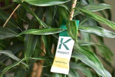 Neomite-Säckchen aufgehängt auf einer Zimmerpflanze