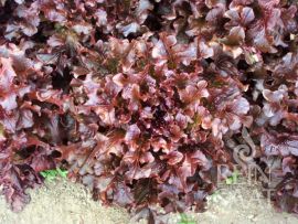 Tiefroter, großer Pflücksat mit gewellten Blättern