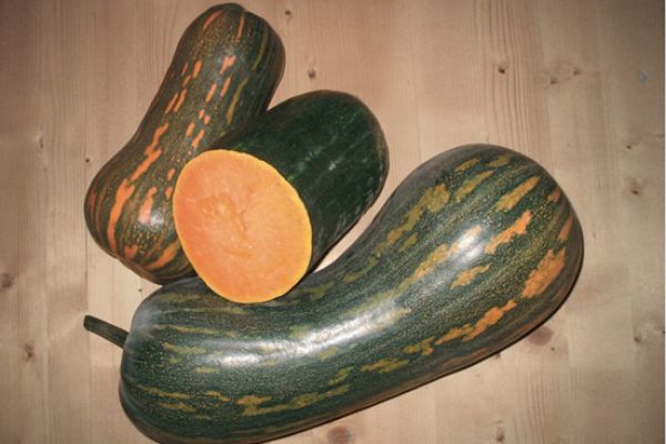 Kürbis 'Langer von Neapel', ©ReinSaat