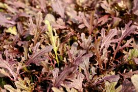 rote, geschlitzte Blätter von Asia-Gemüse rouge metis