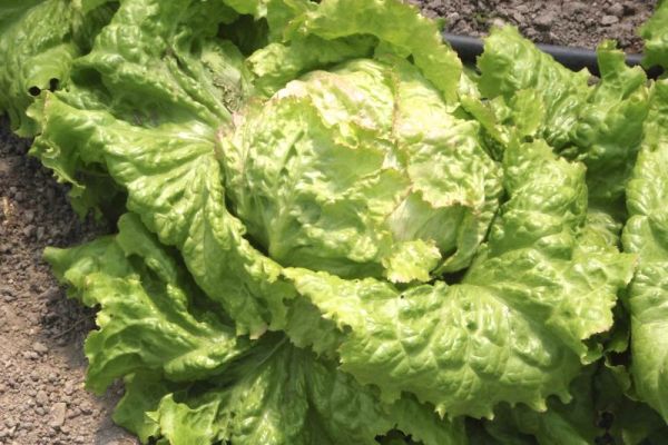 Eissalat 'Grazer Krauthäuptel 2', ©ReinSaat