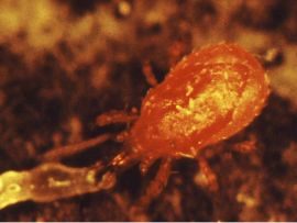 Raubmilben gegen rote Vogelmilben