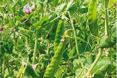 Zuckererbse 'Schweizer Riesen'