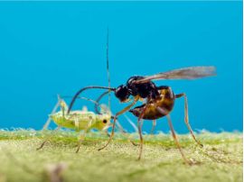 Schlupfwespe greift Blattlaus an