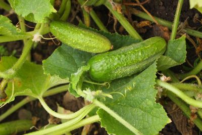 Einlegegurke 'Vorgebirgstraube, ©ReinSaat