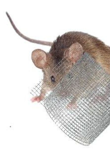 Wühlmaus mit Wühlmausgitter