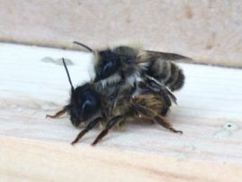 Zwei Rote Mauerbienen