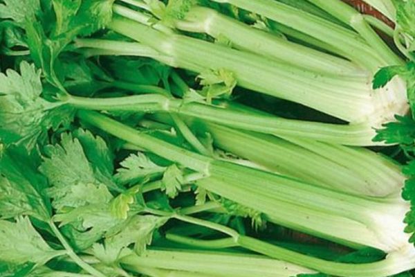 Stangensellerie 'Tall Utah', ©ReinSaat