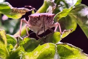 Wanze saugt an Blatt