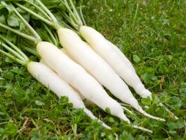 lange, kegelförmige Eiszapfen Radieschen