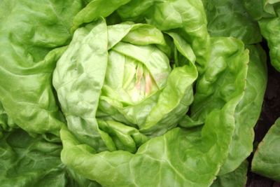 Kopfsalat 'Maikönig', ©ReinSaat