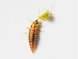 Florfliegenlarve mit Blattlaus