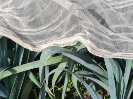 Ein Baumwollvlies bedeckt Lauch