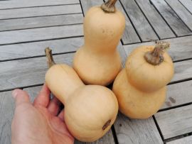 Kürbis 'Mini Butternut'; ReinSaat©
