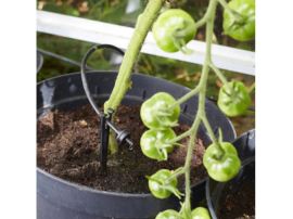 Tomate mit Tropfer Erweiterung der Solarbewässerung