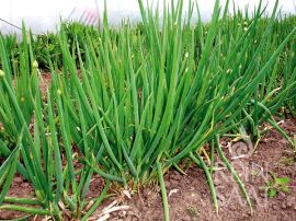 Winterheckenzwiebel 'Cosmo'; ReinSaat©