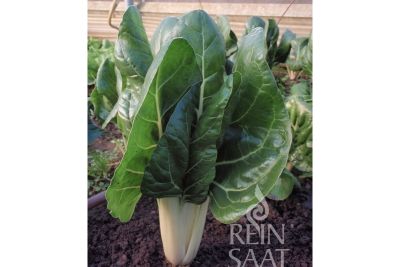 Mangold 'Jessica'; ReinSaat©