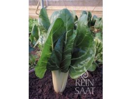 Mangold 'Jessica'; ReinSaat©