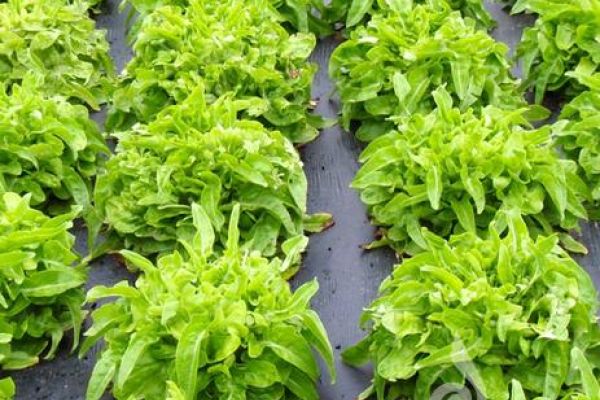 mehrere Salatköpfe der Sorte Till